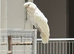 3 years old cockatoo goffin