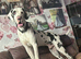 Great Dane Puppies. Merle/Mantle/Blacks