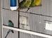 Black face black wing sap-lit birds