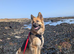 German shepherd 2 year old
