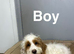 Layla 3 handsome boys ready to be viewed