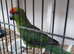 Kakariki for sale.