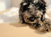 Premium Quality Teddy Toy Cavapoos F1B DNA Health Tested