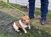 Jack russell stud