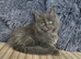 Maine coon kittens