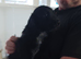 Working cocker pups ready