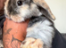 8 weeks old male rabbit Albert