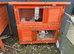 Mini lops for sale
