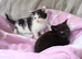 Kittens looking for a loving home