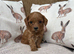 Beautiful F1 Cavapoo Puppies