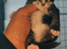 CHAMPION LINE xxl cubs