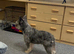 Fluffy French bulldog