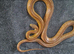 2 corn snakes