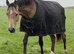 Connemara x TB 2025 Filly.