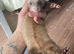 Ferret kits ready 5th July
