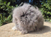 Stunning Teddydwerg babies- imported parents