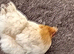 Pekin hen