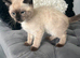 Two ragdoll mix kittens male and female
