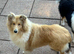 KC registered 6 month rough collie