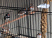 Zebra finch