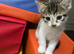 3 beautiful kittens ready now