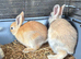 Mini lop cross Rex
