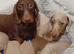 Miniature Dachshund Boys