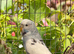 Young Aviary Reared Budgies