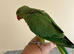 9 week old Ringneck parakeet