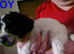 5 cockapoo's 4girls 1 boy