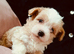 Beautiful Maltipoo puppies looking for their loving forever homes.