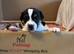 Jack Russell Puppies