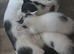 Domestic shorthair x ragdoll kittens