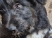 Shepard/saluki /lurcher