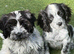 Unique Cavapoos