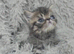 Beautiful Persian kittens