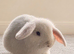 A REW Miniature Lop Girl