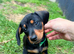 Miniature dachshund