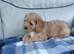 Cavapoo puppies for sale