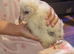1 Owllet left &pound;150 reddy to go for imprinting