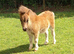 Tawna Raffles Show Quality Miniature Shetland Colt Foal