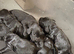 Beautiful Cockapoo Puppies – 3 Boys & 3 Girls We are delighted to offer our gorgeous litter of 6 Cockapoo puppies looking for their forever homes.