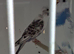 3 budgies