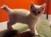 REDUCED - Sought after beautiful cream boys (BSH)