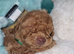 Full Poodles
