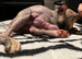 Sphynx kittens Ready for New home in Wisbech