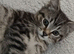 Gorgeous Tabby girl kitten 9 weeks