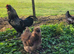 Silkie cockerel