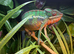 Male nosy mitsio chameleon
