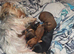 Yorkshire terrier dogs